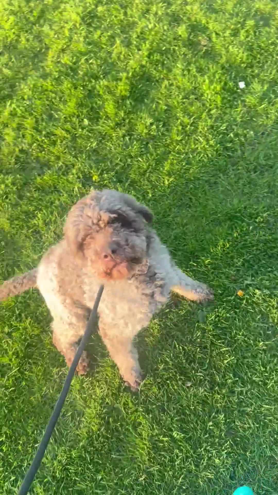 Lagotto Romagnolo dogs for sale: Lagotto Romagnolo  in Lancaster - Video 1