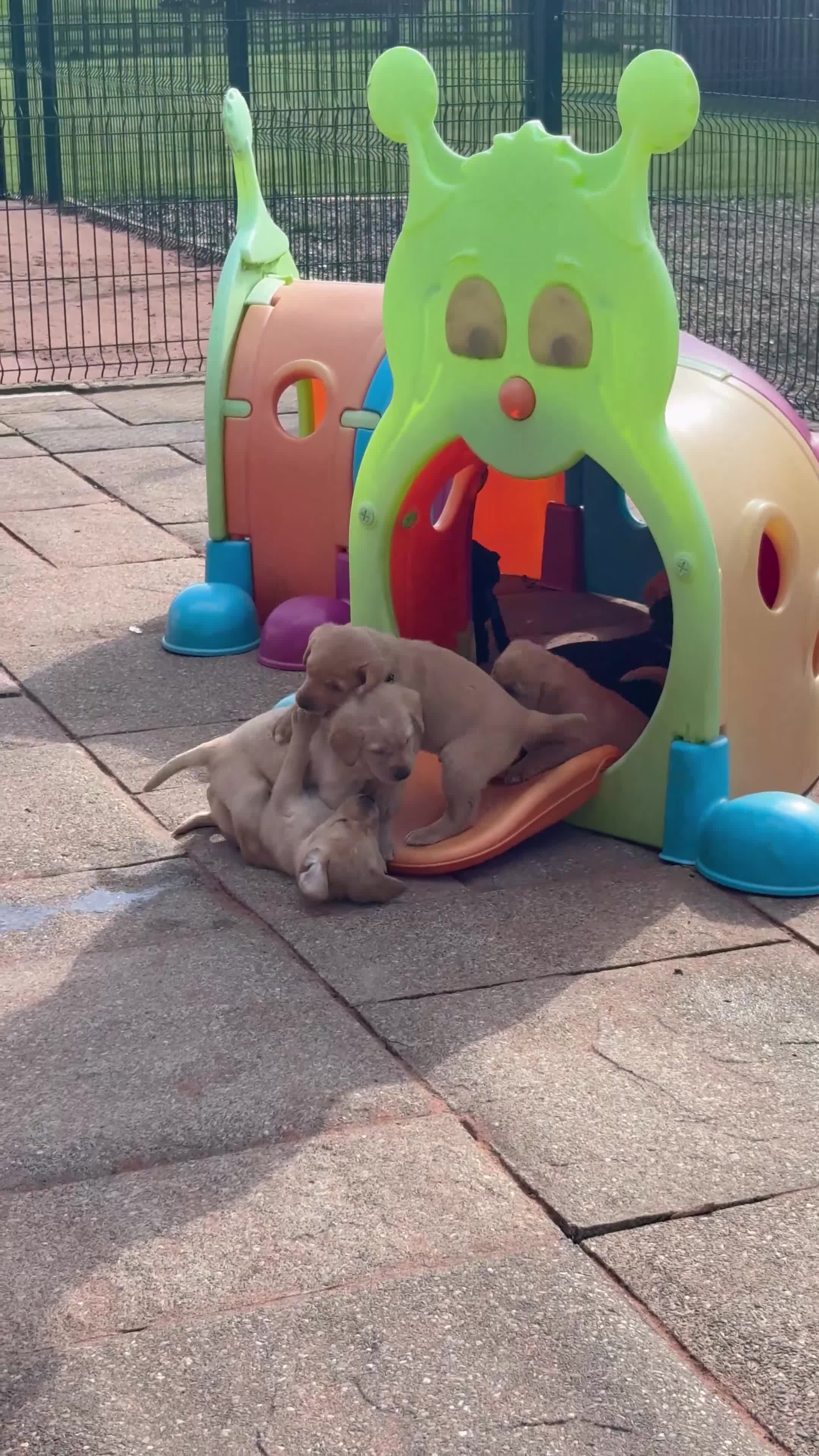 Labrador Retriever dogs for sale: Gorgeous KC  Fox Red pups for sale - Video 1