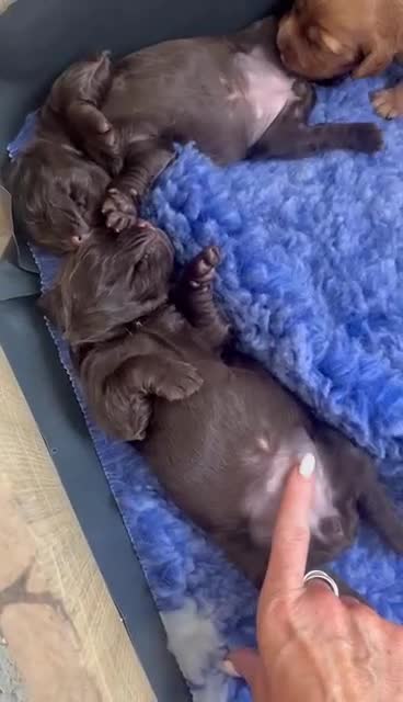 Cocker Spaniel dogs for sale: 🏆 🐾 Hunter's Famous Puppies Have Arrived! 🐾 - Video 2