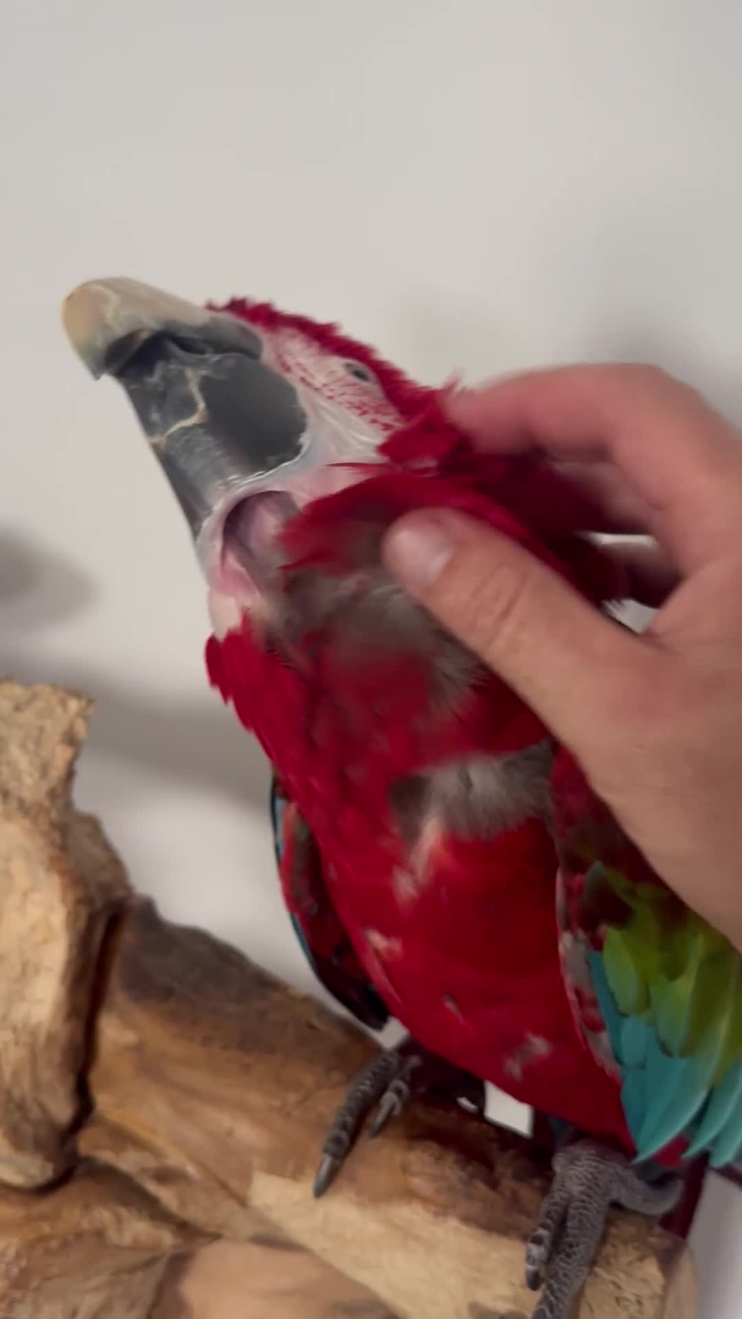 Macaws birds for sale: Green Winged Macaw - Video 1