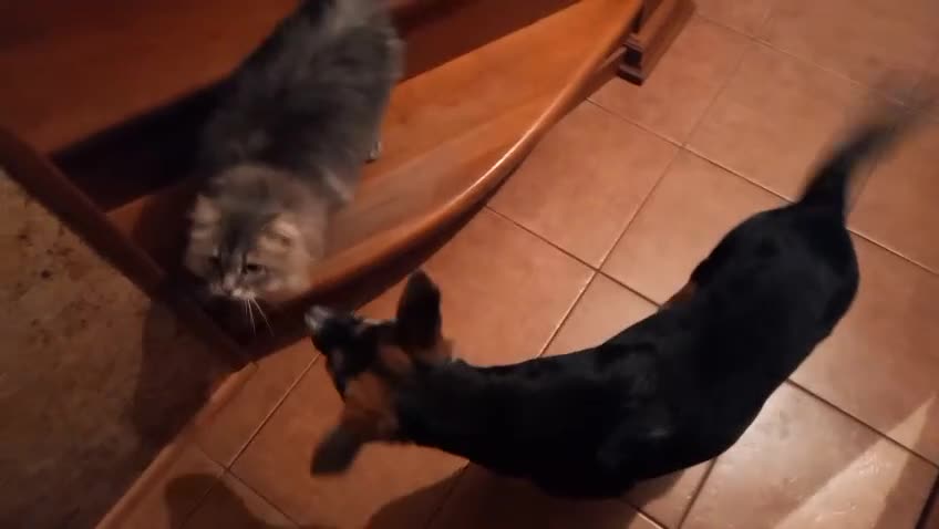 Mixed Breed dogs for adoption: ❤️🐶Busia- 6(7) month lower-medium girl ❤️🐶 - Video 2