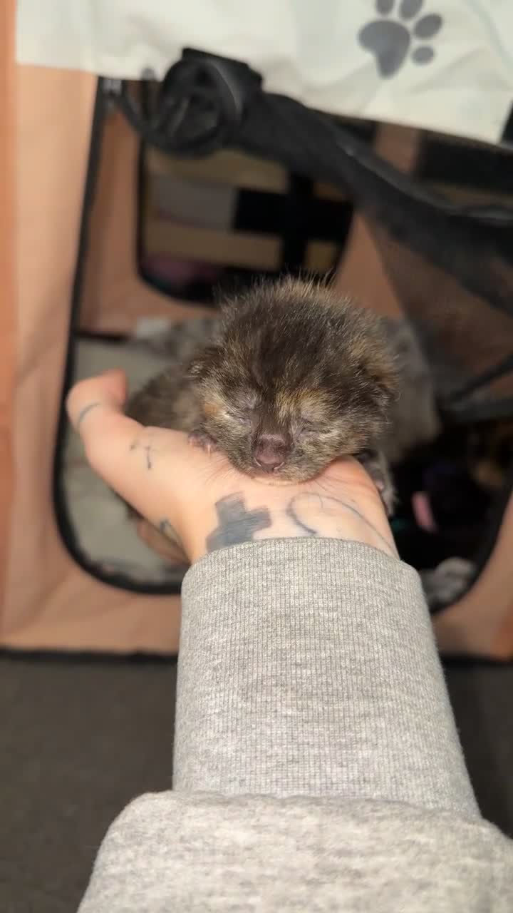 Mixed Breed cats for sale: 5 Tortoise shell kittens - Video 3