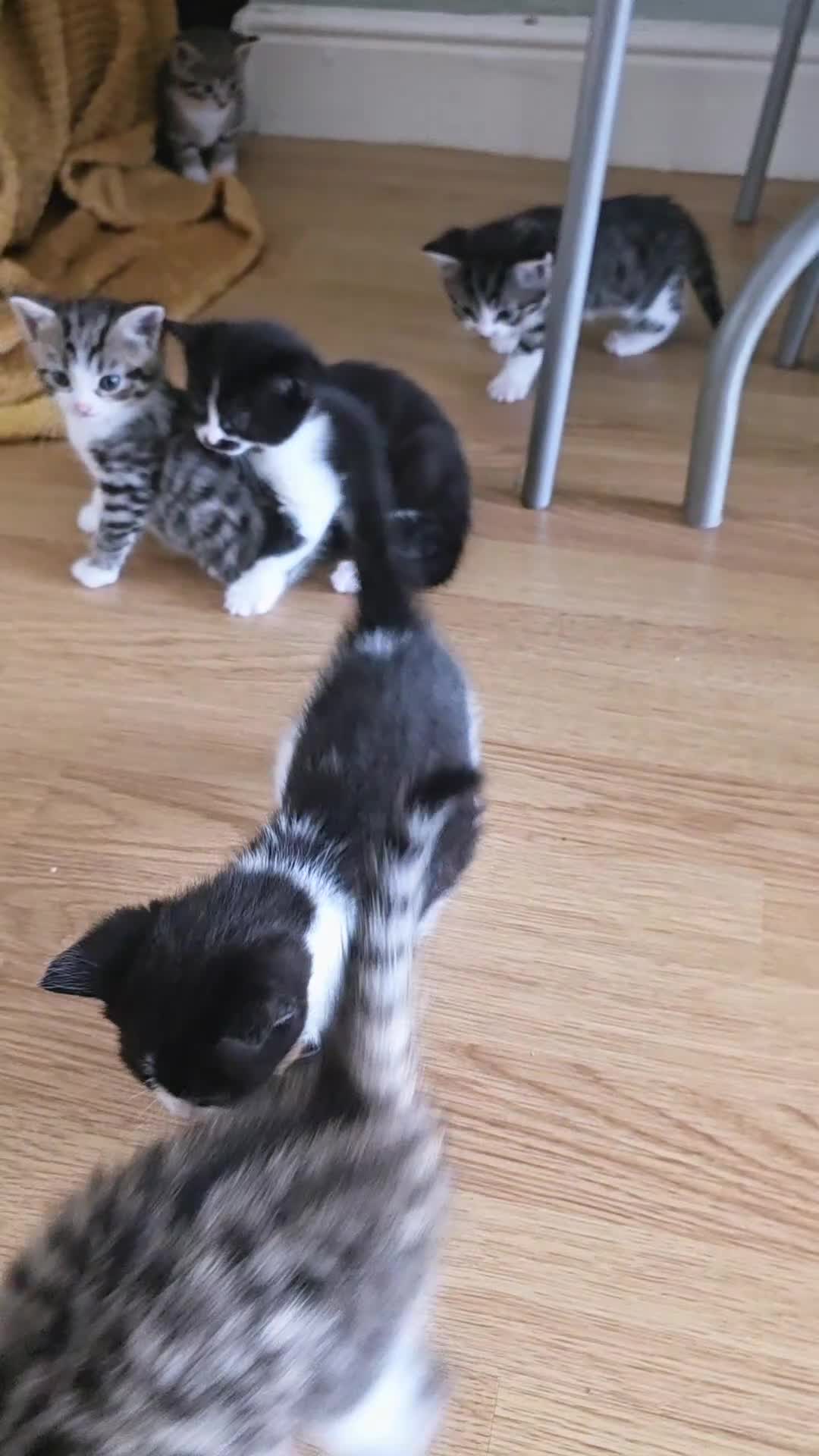 Mixed Breed cats for sale: 5 boys and 2 girls  in Coventry - Video 1