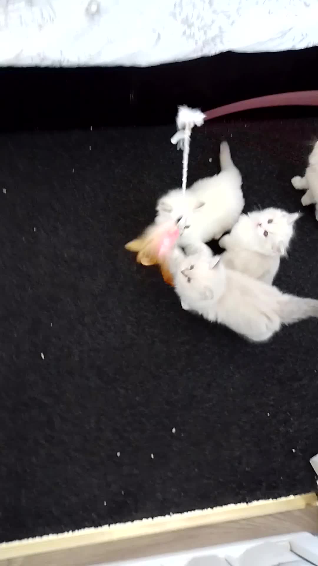 Ragdoll cats for sale: Stunning healthy ragdoll kittens  - Video 1