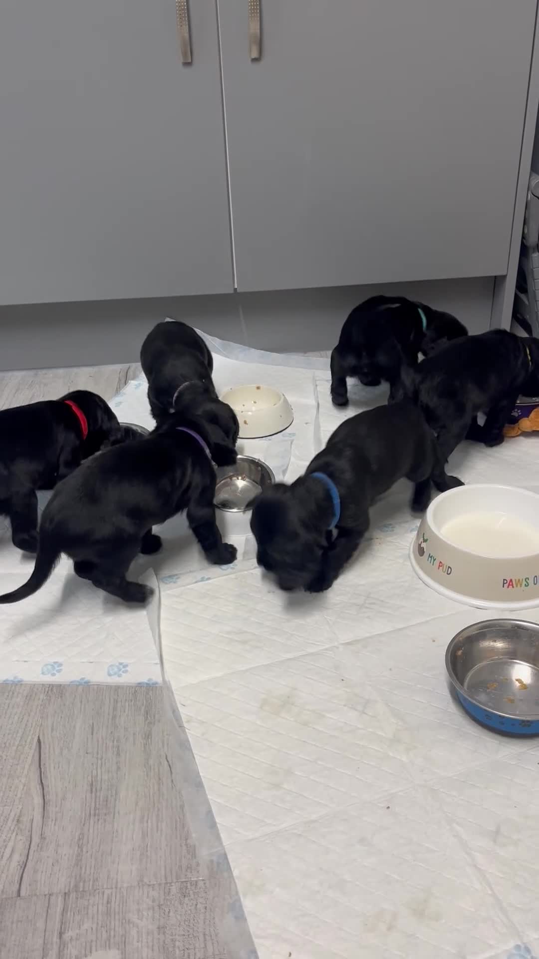 Sprocker dogs for sale: F2 sprockers puppies  - Video 1