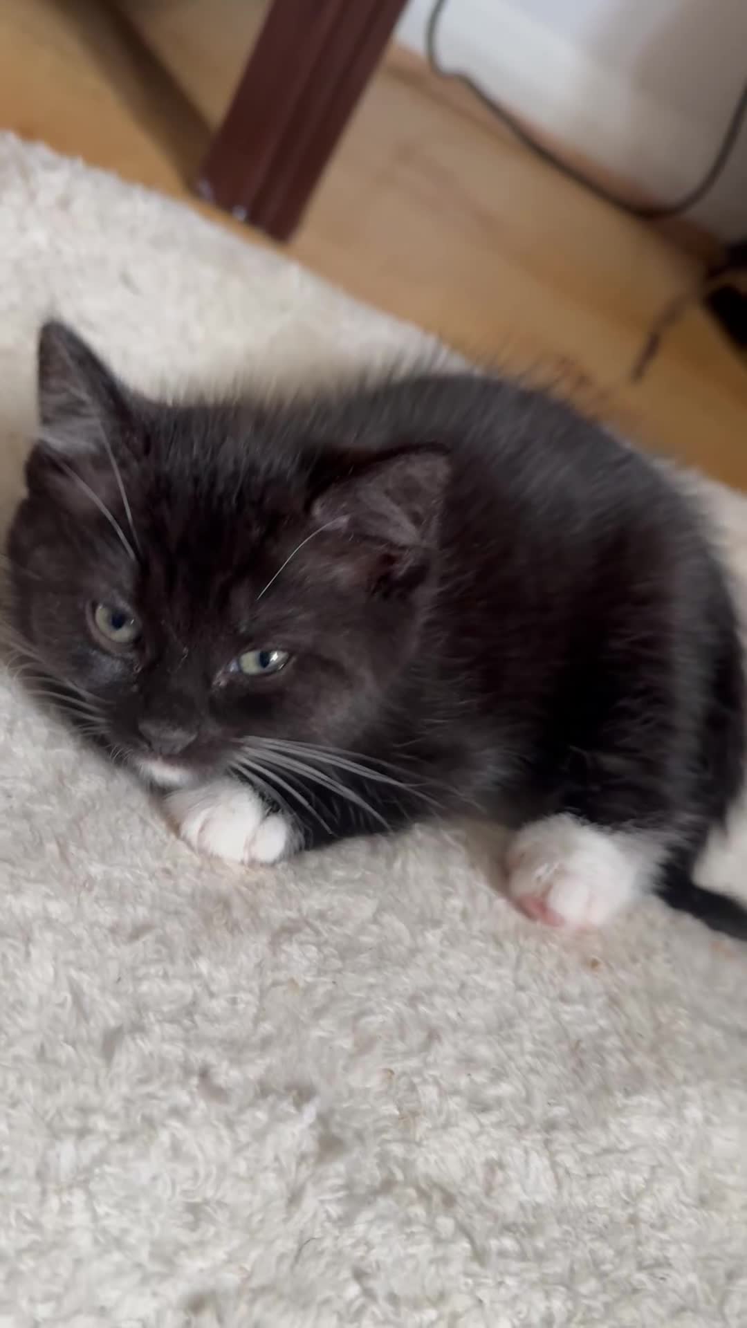 Mixed Breed cats for sale: 2 mixed breed kittens ready available  - Video 3