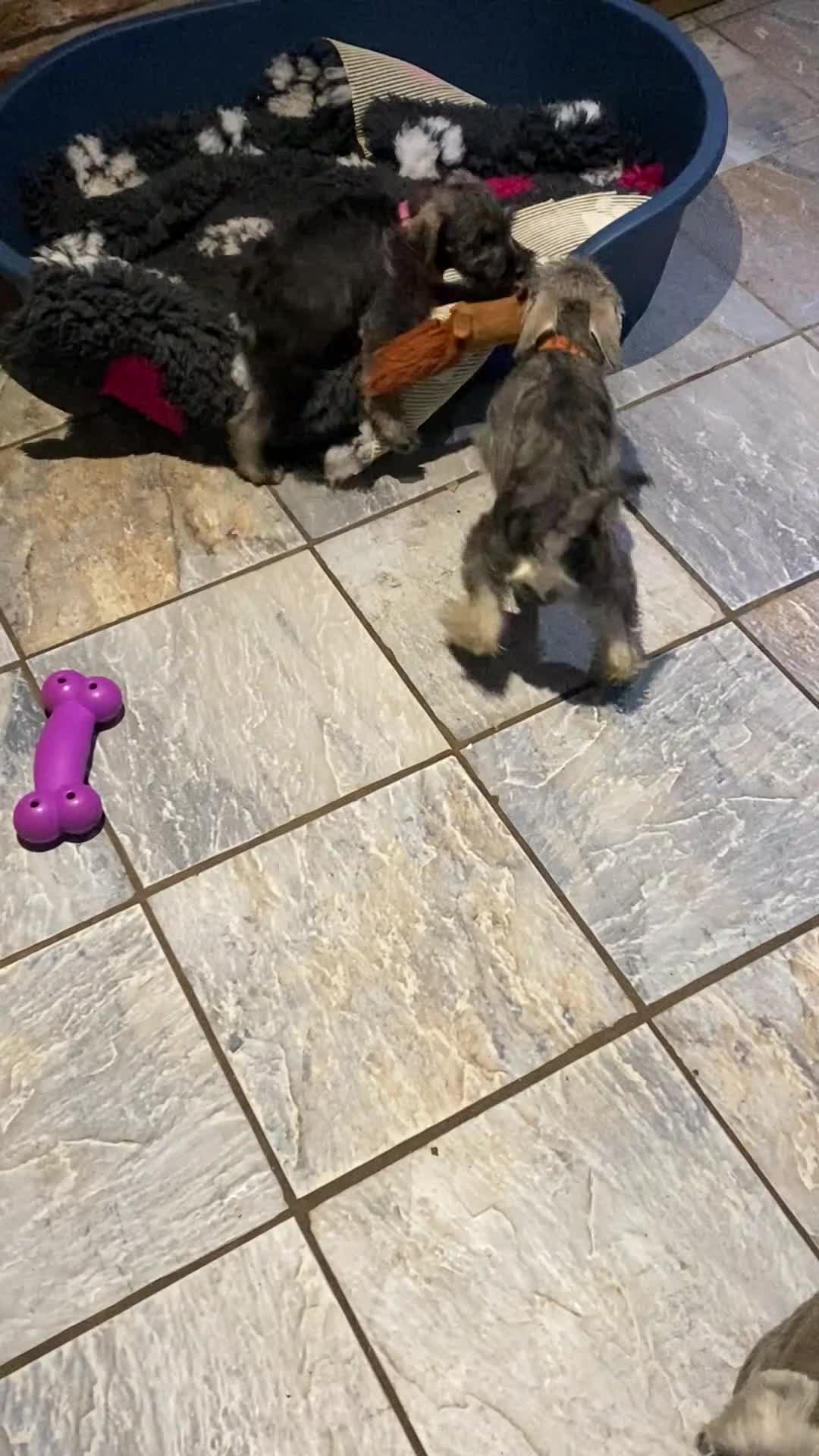 Miniature Schnauzer dogs for sale: Miniature schnauzer puppies  - Video 2