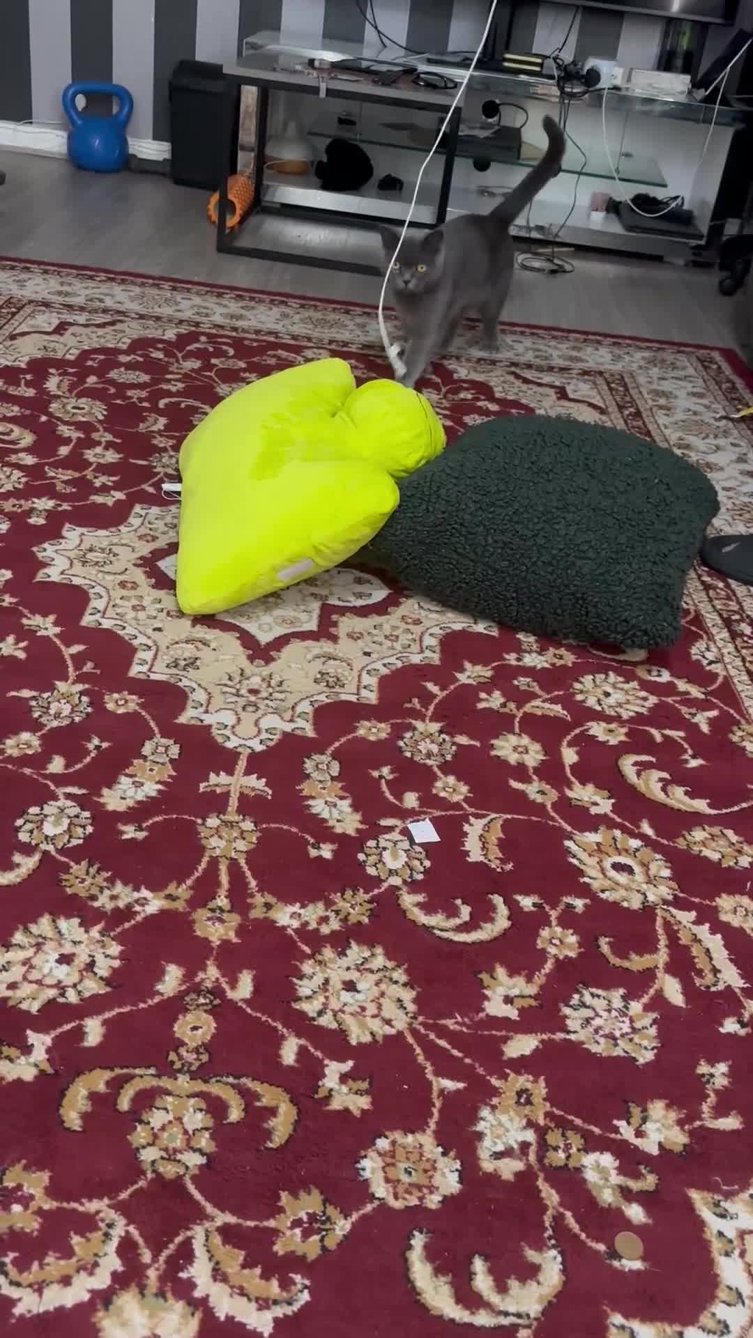 British Shorthair cats for sale: British shorthair  in Bolton - Video 1