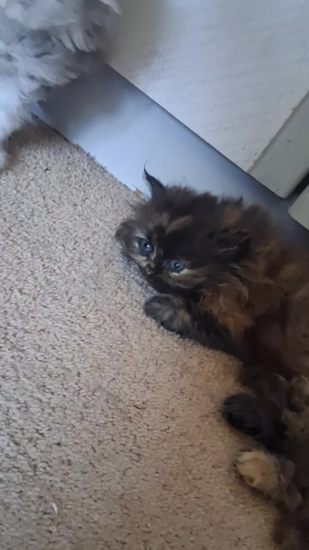 Persian cats for sale: 4 STUNNING PERSIAN KITTENS! - Video 2