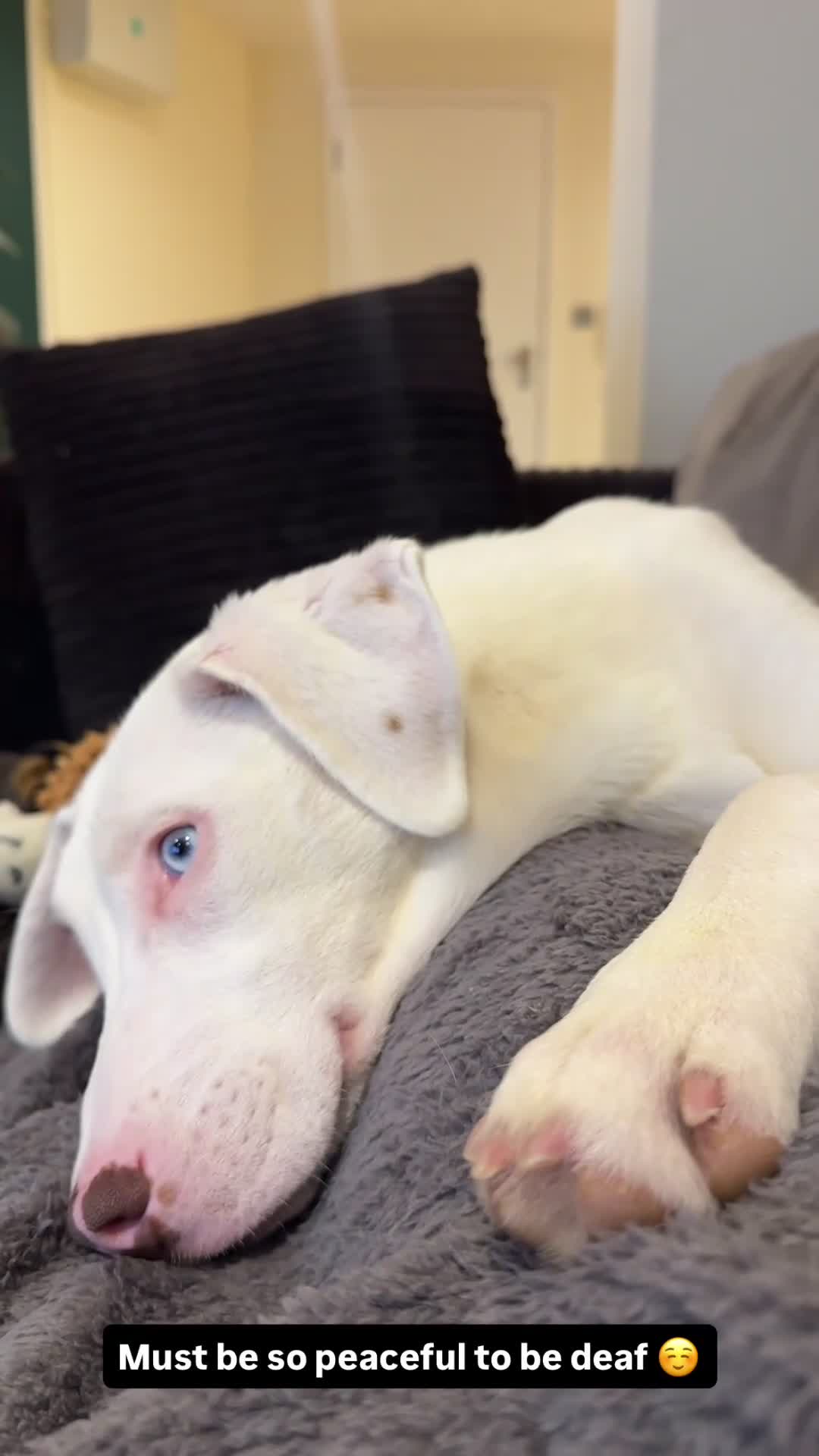 Mixed Breed dogs for sale: Deaf 5 months old husky mix girl - Video 1