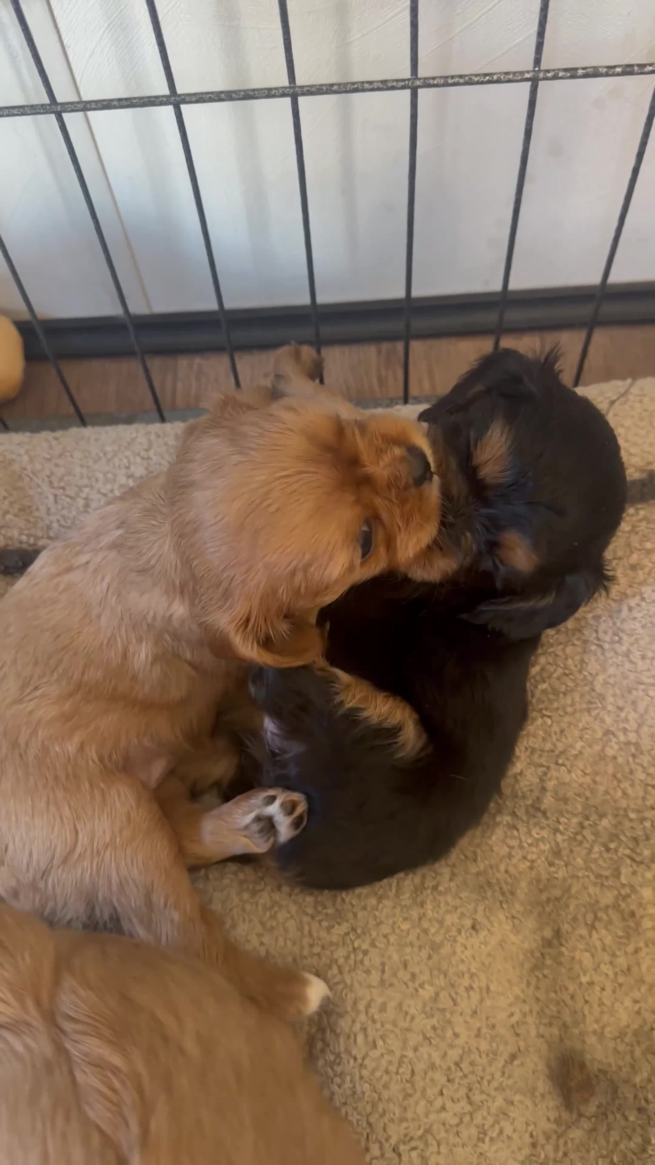 Cavalier King Charles Spaniel dogs for sale: Special Ruby Boys🐾♥️ Ready to leave now 🏠🫶 - Video 2