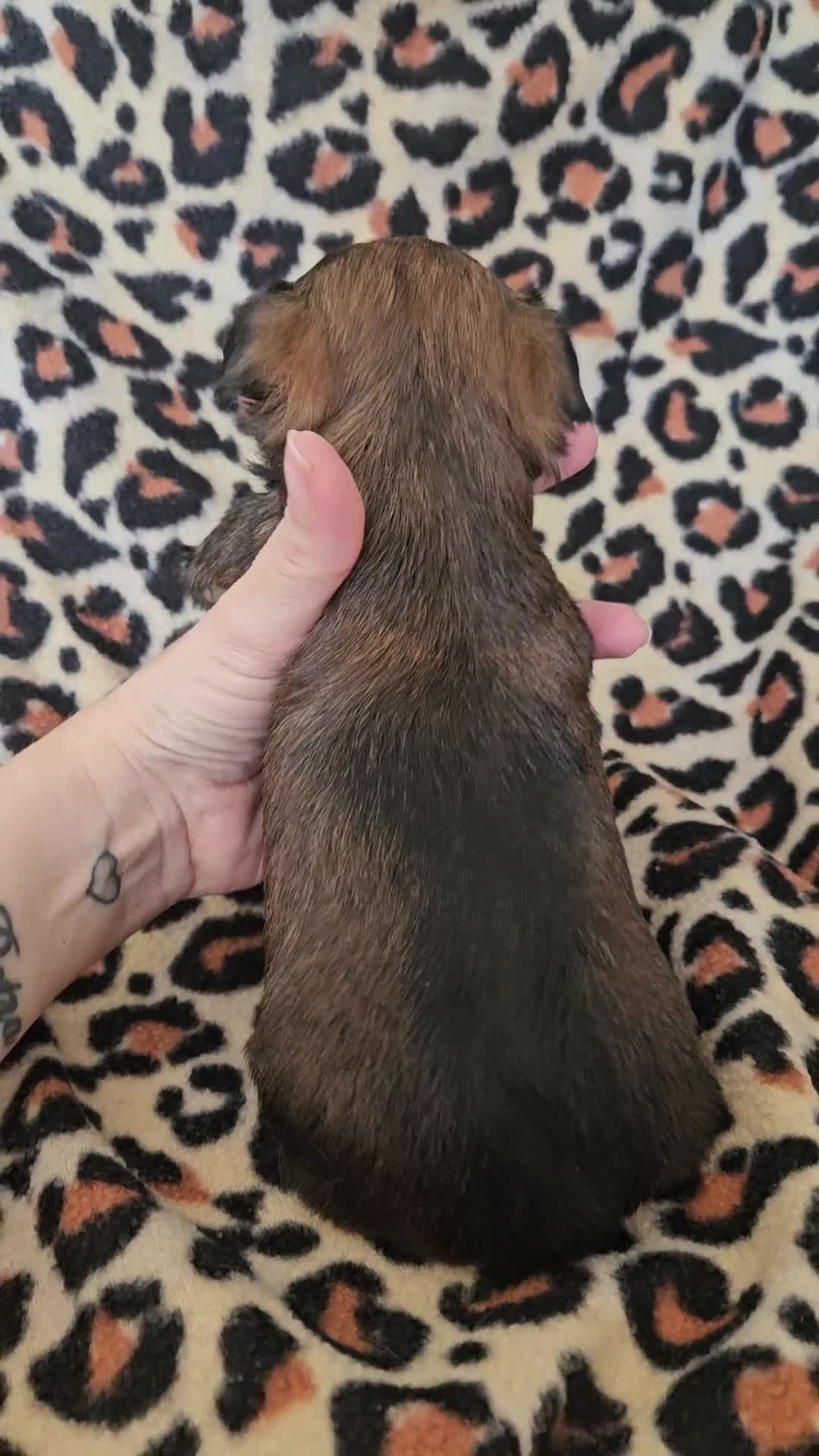 Yorkshire Terrier dogs for sale: DNA tested parents Biewer and Ocean Pearl puppies - Video 2