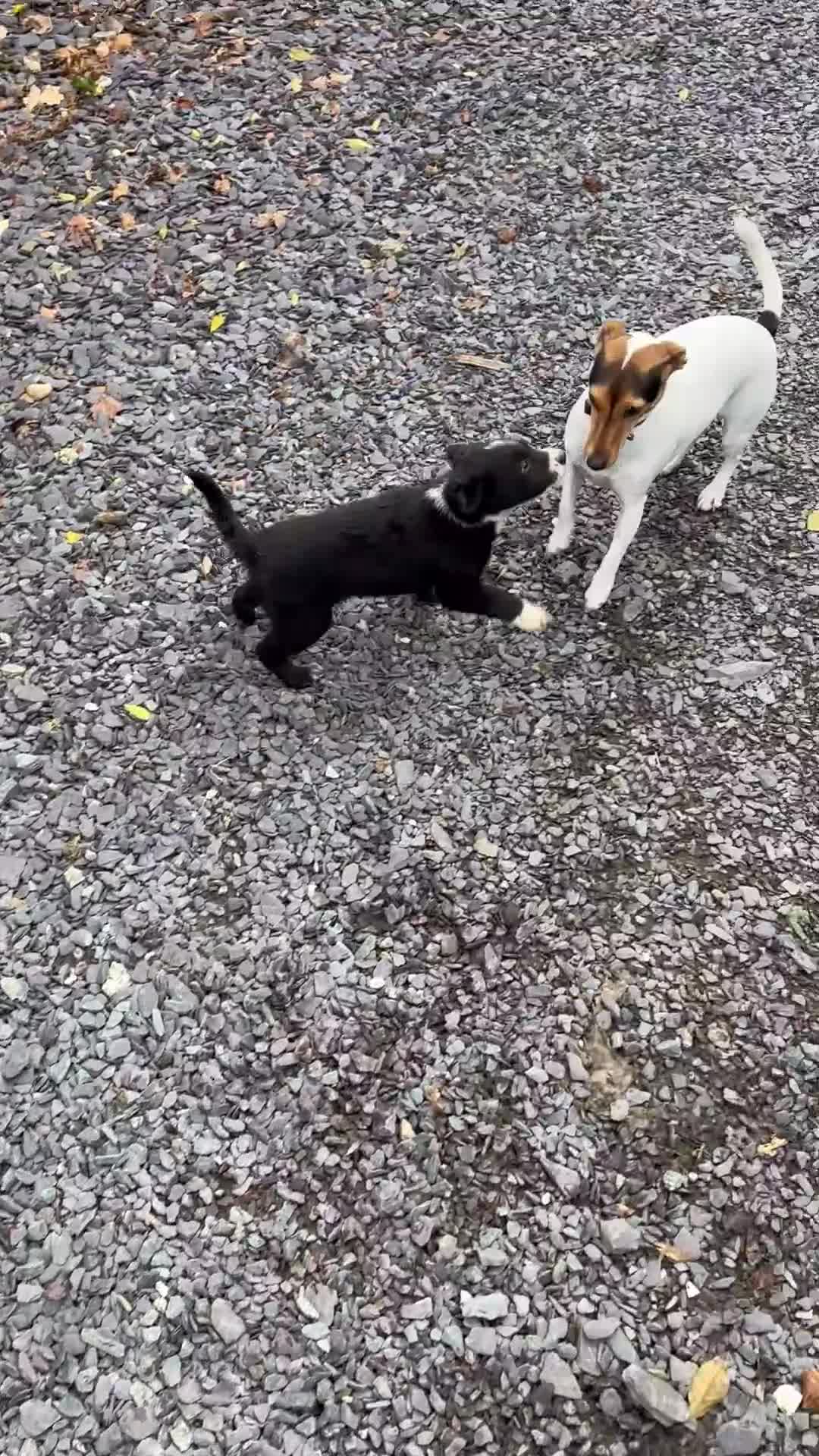 Border Collie dogs for sale: 🐶 Border Collie pups 🐶 - Video 2