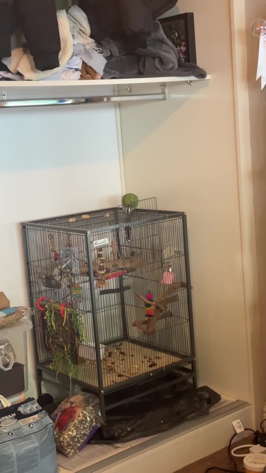 Ringnecks birds for sale: Indian ringneck parakeet  in Horsham - Video 2