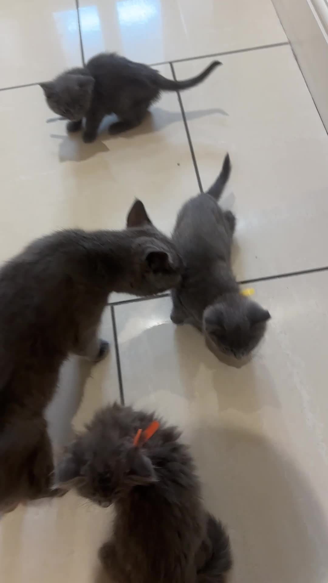 British Shorthair cats for sale: 2 girls 2 boys British shorthair ready to leave  - Video 3