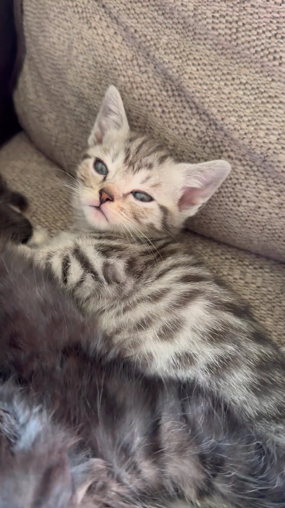 Mixed Breed cats for sale: Mixed breed British shorthair tabby  in Leicester - Video 1