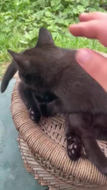 British Shorthair cats for sale: 1 half british shorthair kittens - Video 1