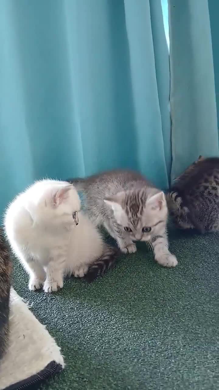 British Shorthair cats for sale: Bsh X Scotish stright kittens. - Video 3