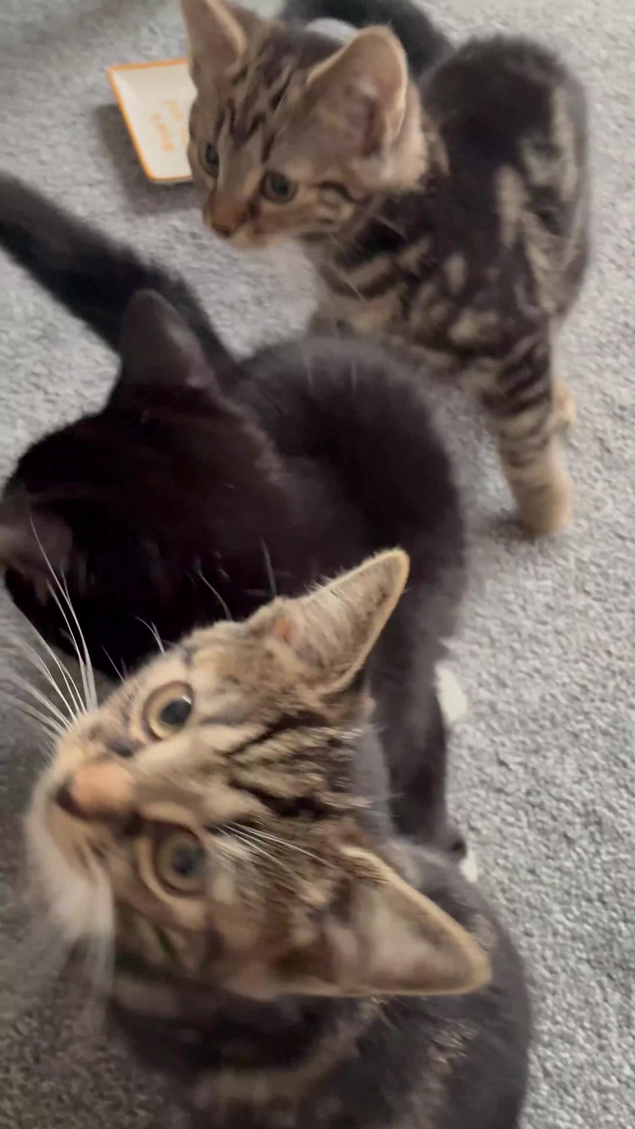 Norwegian Forest Cat cats for sale: 2 Tabby kittens - Video 1