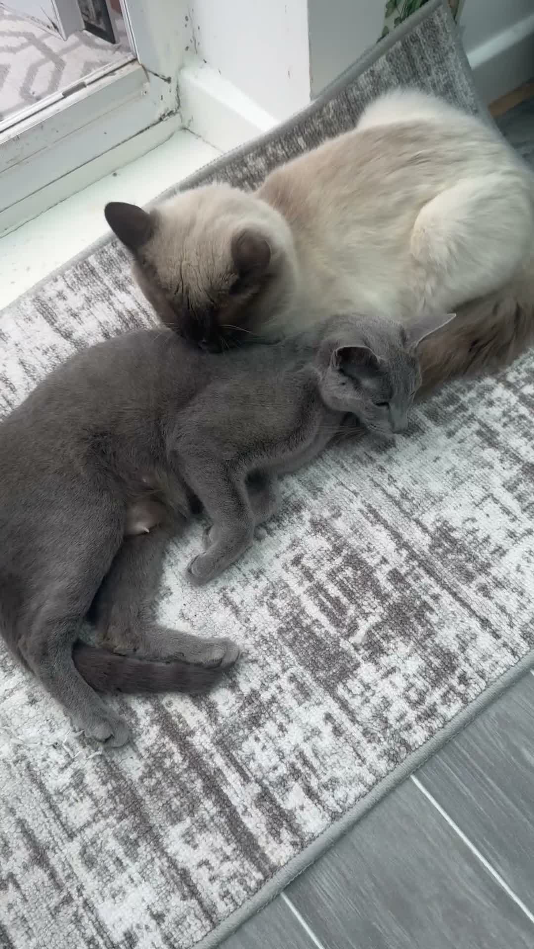 Mixed Breed cats for sale: Russian blue/ragdoll cross - Video 2
