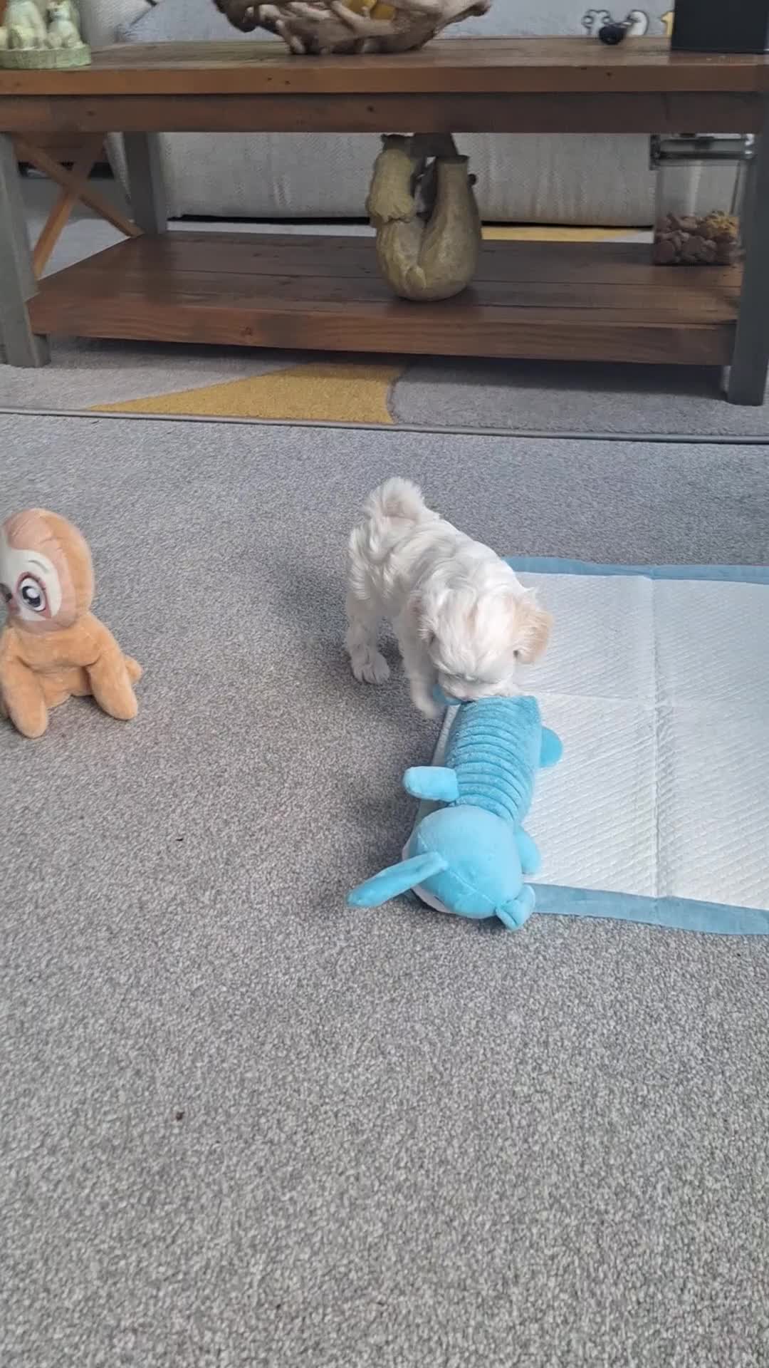 Maltipoo dogs for sale: Maltipoo puppy  - Video 1