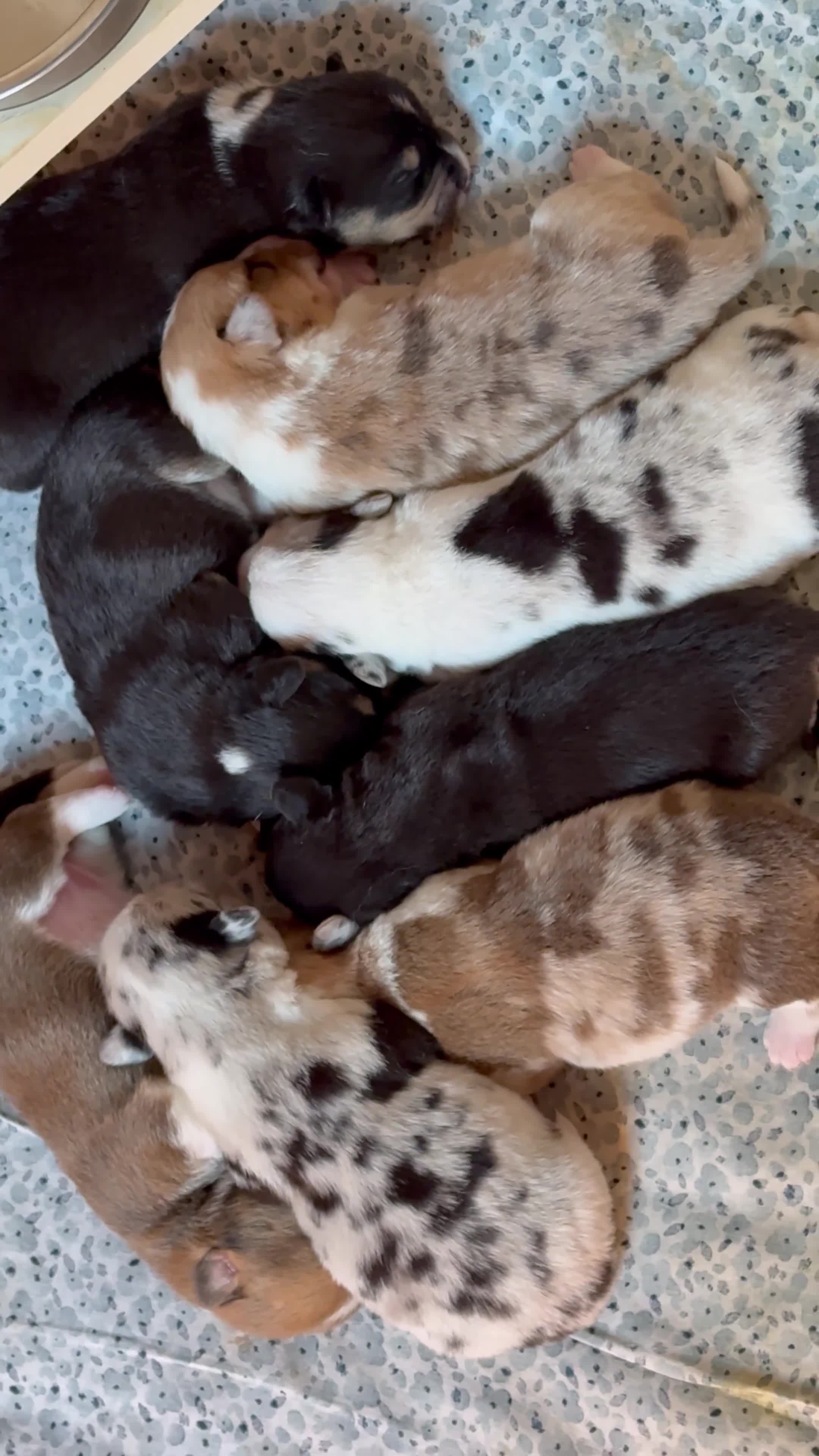 Welsh Corgi Cardigan dogs for sale: Welsh Corgi Cardigan puppies  - Video 1