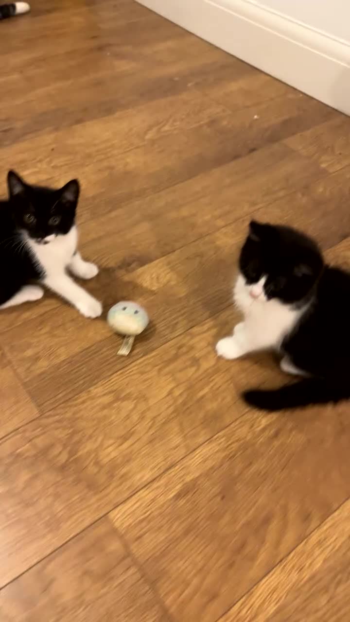 Mixed Breed cats for sale: Tuxedo ghost tabby  - Video 1