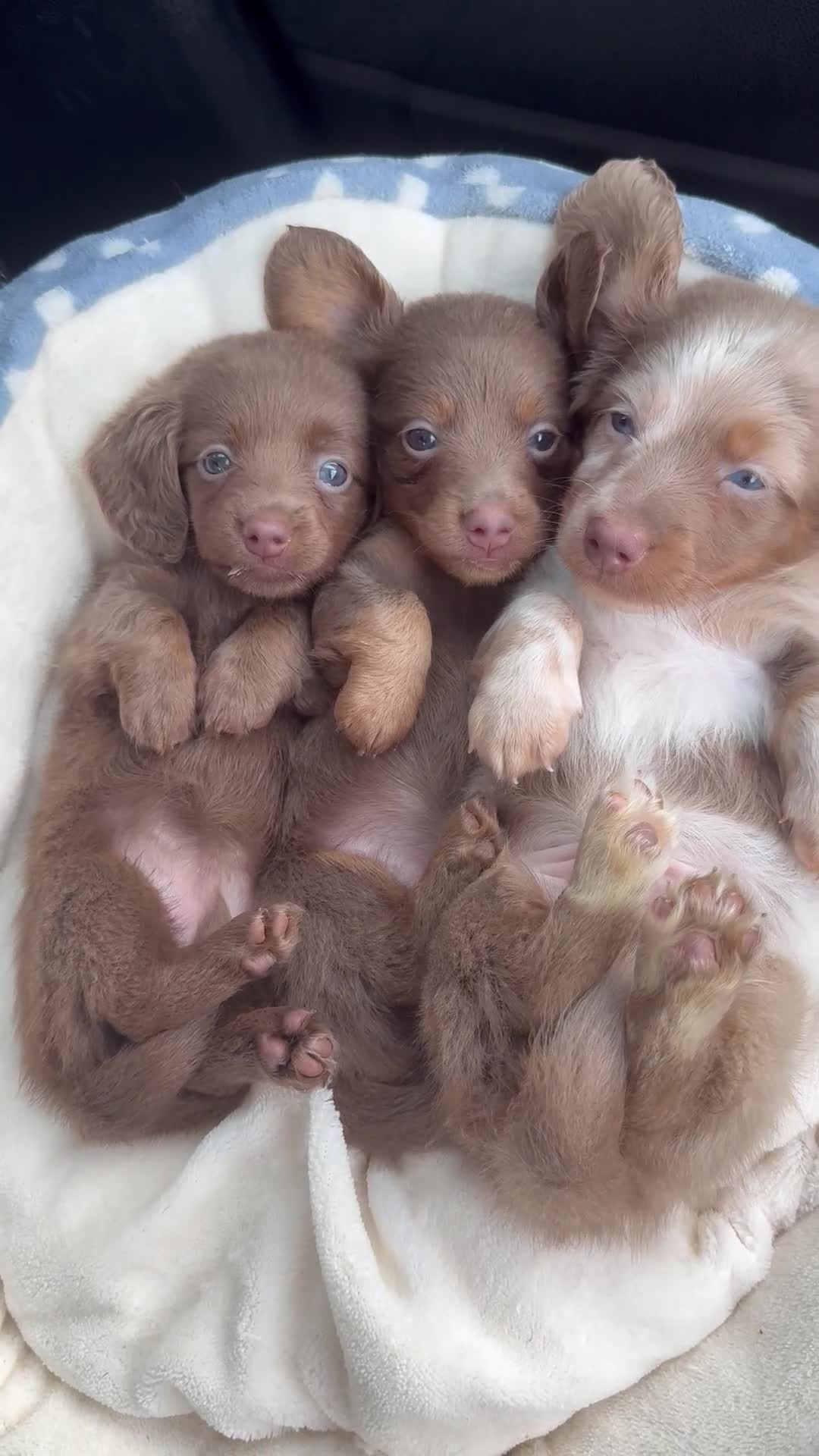 Miniature Dachshund dogs for sale: Long haired miniature chocolate dachshund - Video 1