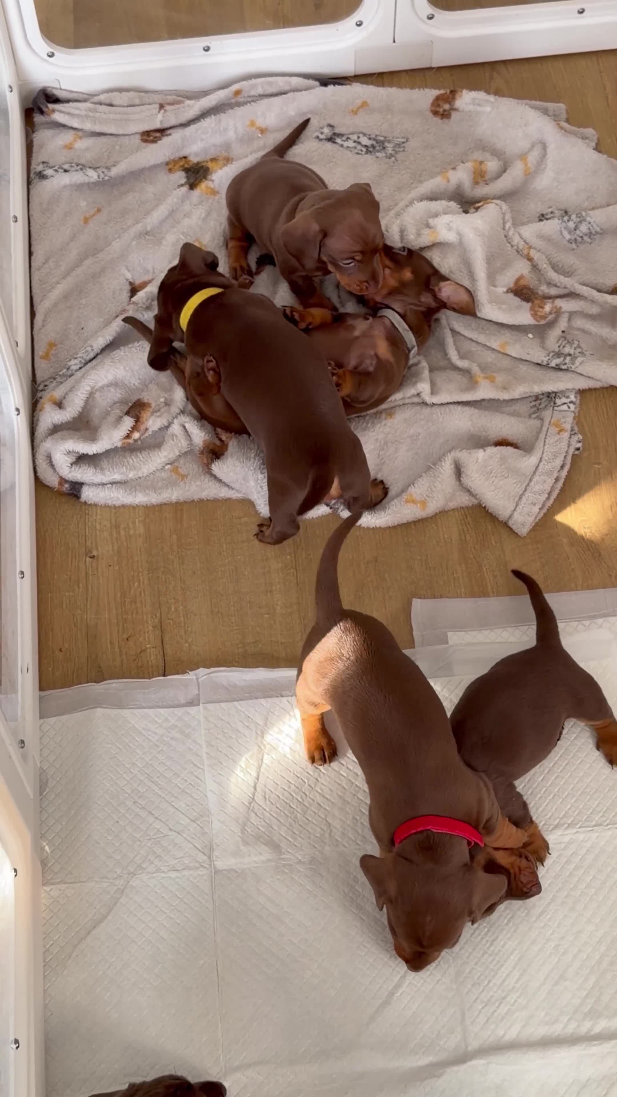 Dachshund dogs for sale: 🐾 DACHSHUND PUPPIES — READY NOW\! 🐾 - Video 1