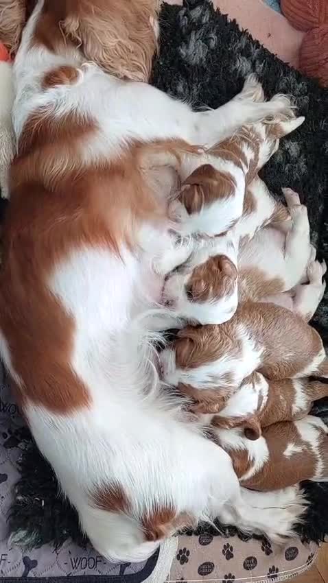 Cavalier King Charles Spaniel dogs for sale: Outstanding Cavalier King Charles Puppies  - Video 1