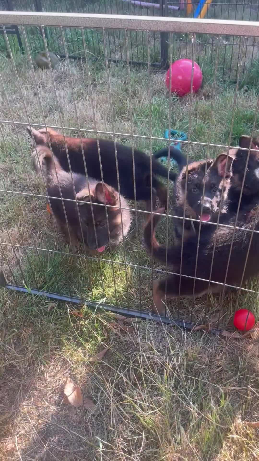 German Shepherd dogs for sale: German Shepherd pups KCRegistered/hip&elbow scored - Video 5
