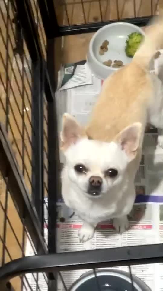 Chihuahua dogs for sale: Two rare Russian, three year-old adult Chihuahuas - Video 2