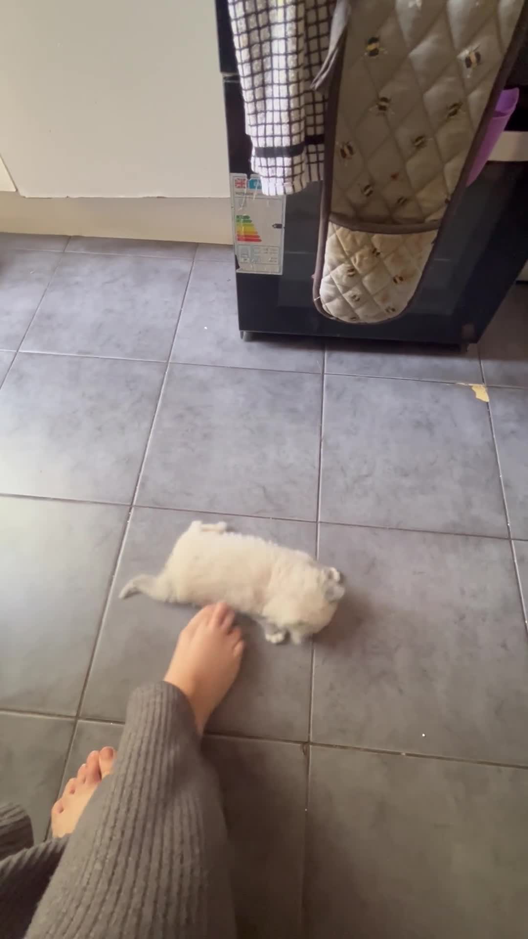 Ragdoll cats for sale: Ragdoll kitten (. one available)😻 - Video 1