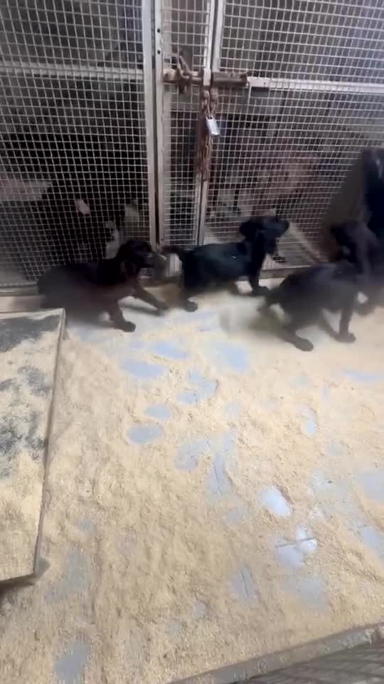 Sprocker dogs for sale: **Beautiful Sprocker Spaniel puppies ** - Video 1