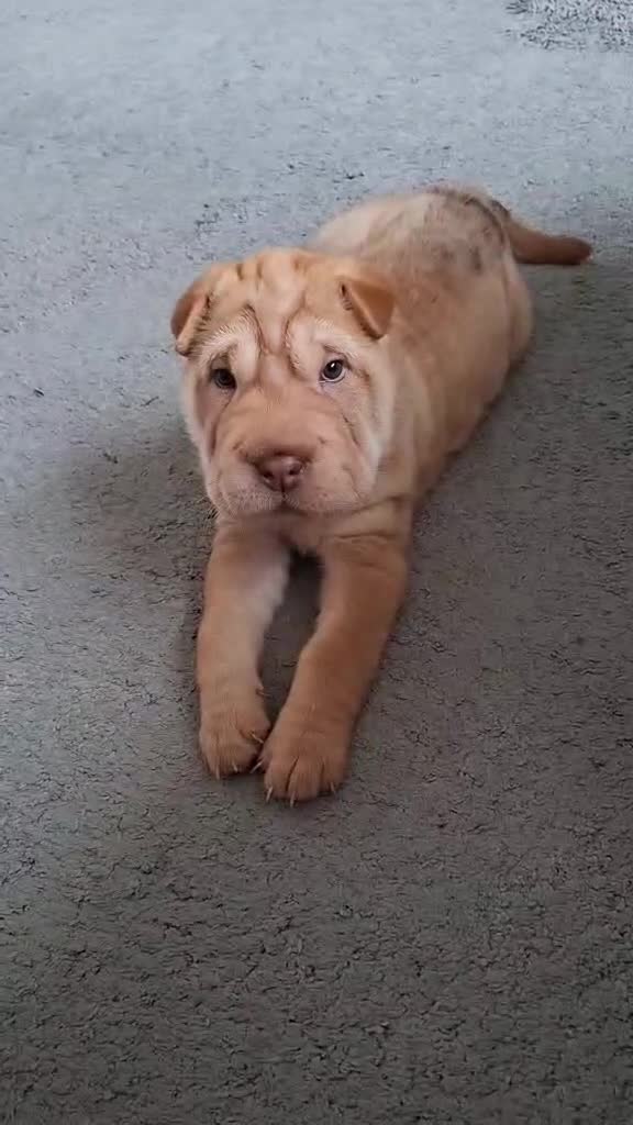 Shar Pei dogs for sale: Stunning boy shar pei (please watch video) - Video 1