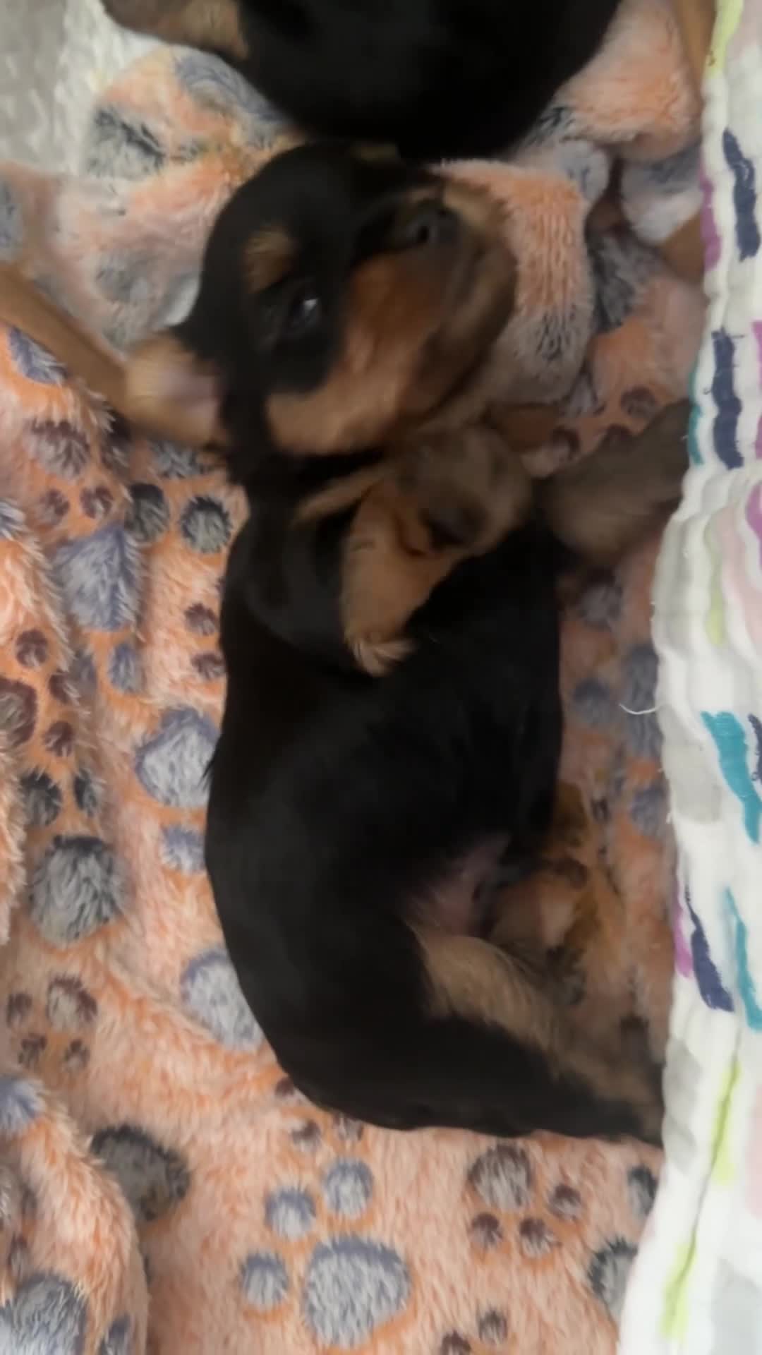 Yorkshire Terrier dogs for sale: 🐾✨  KC Registered Yorkshire Terrier Puppies ✨🐾   - Video 2