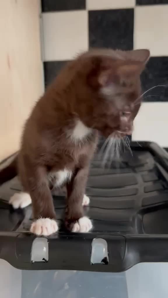 Mixed Breed cats for sale: 2 beautiful kittens  - Video 1