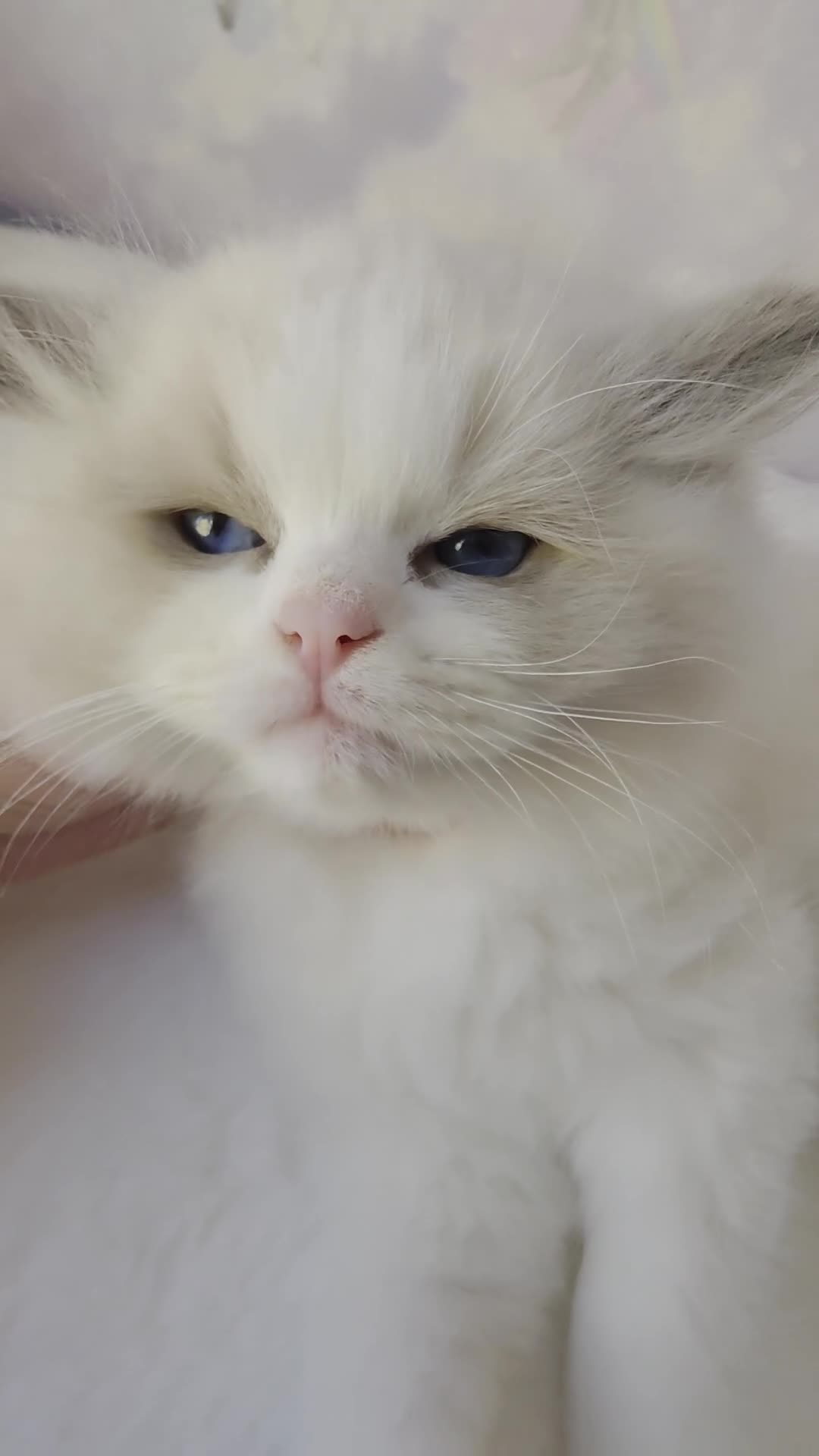 Ragdoll cats for sale: 💎Azuri El – Last Available Breeding Male🐾 - Video 1