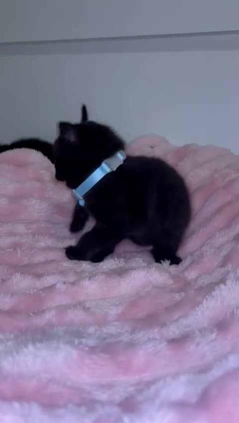 Scottish Fold cats for sale: 2 Black Scottish fold kittens  - Video 2