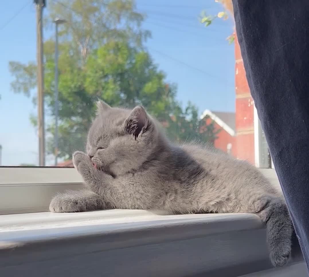 British Shorthair cats for sale: British short hair kittens  in Hyde - Video 2