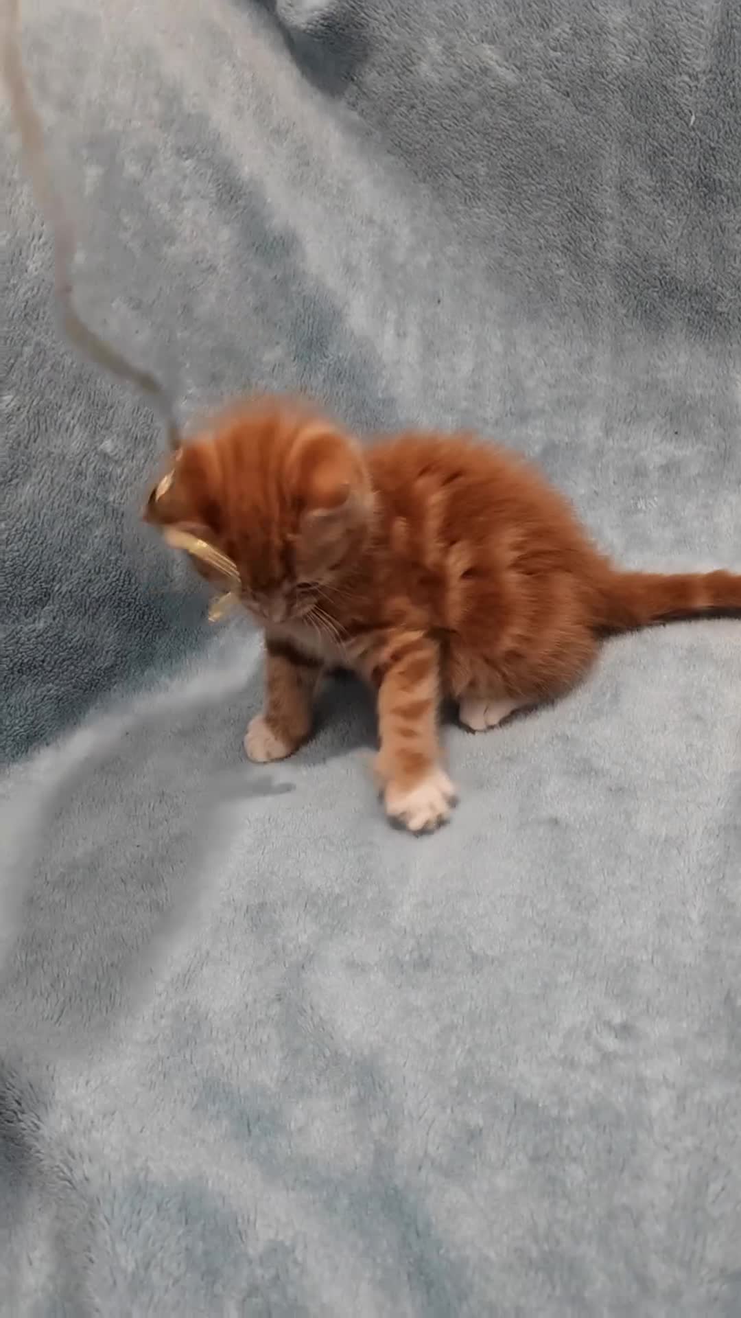 Mixed Breed cats for sale: Beautiful kittens VIDEOS - Video 3