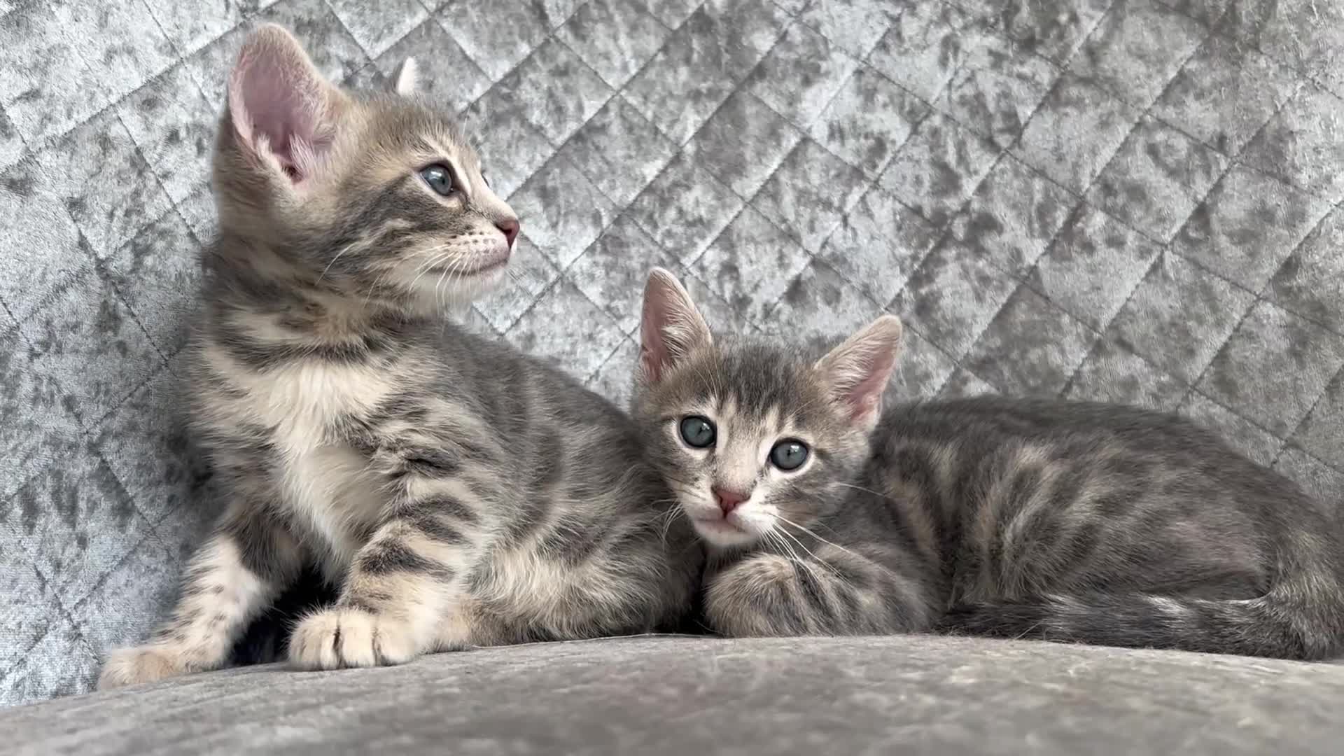 Bengal cats for sale: 💙 Beautiful Blue Bengal Female Kittens TICA Reg - Video 3