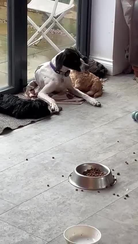 Cockapoo dogs for sale: Cockerpoo / cockapoo - Video 4