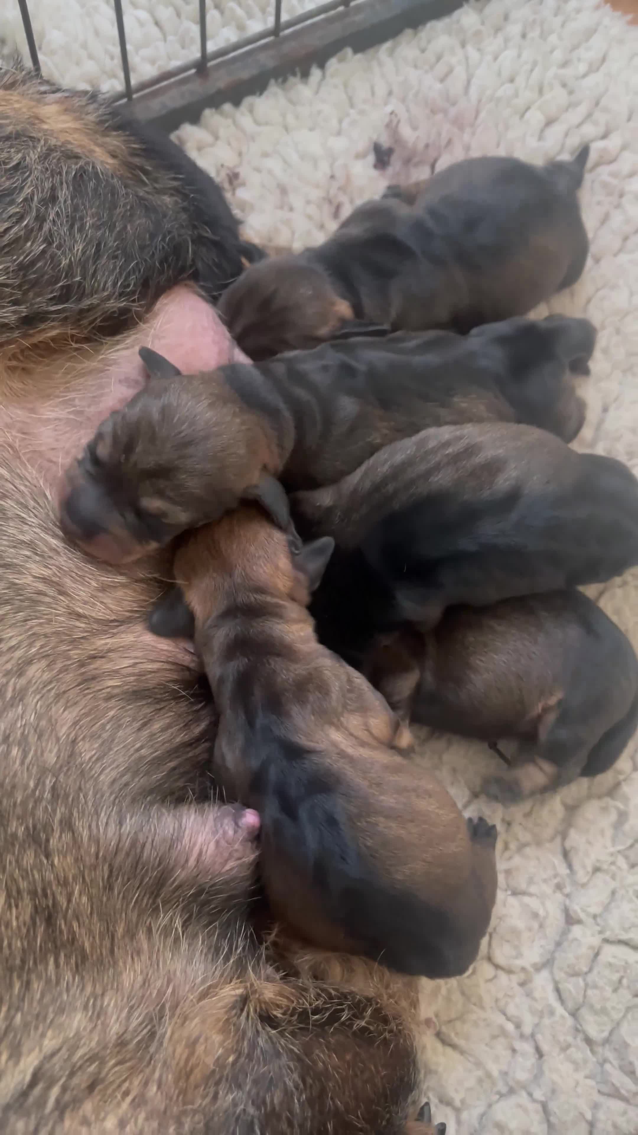 Dachshund dogs for sale: KC standard wire haired dachshund puppies (teckel) in Tiverton - Video 1