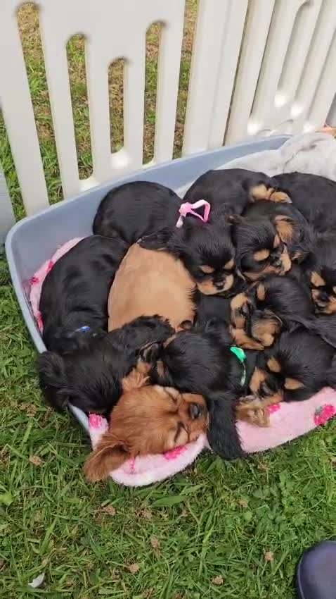 Cavalier King Charles Spaniel dogs for sale: Puppies  - Video 1
