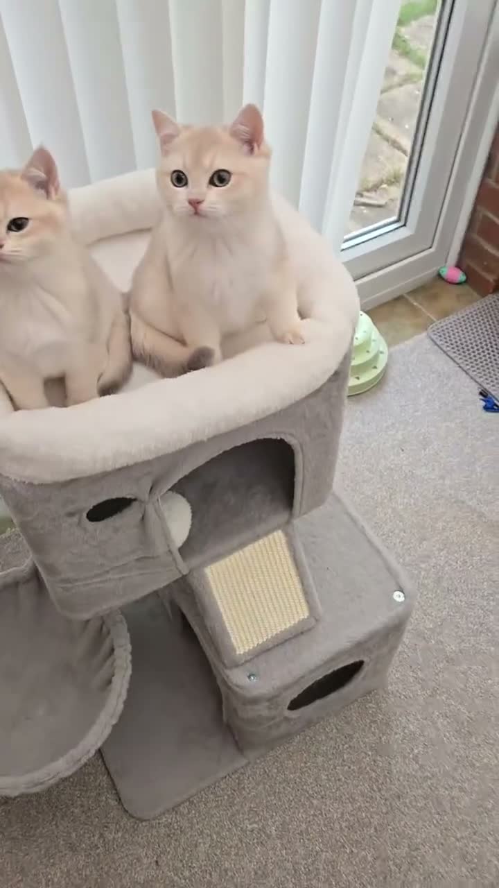 British Shorthair cats for sale: Blue golden chinchila! READY TO GO! - Video 1