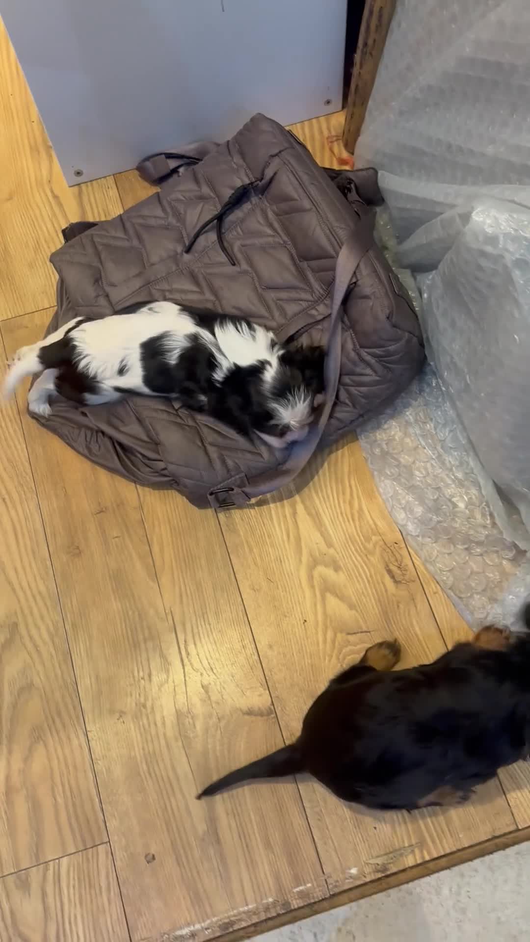 Cavalier King Charles Spaniel dogs for sale: Pure breed cavalier King Charles puppies - Video 1