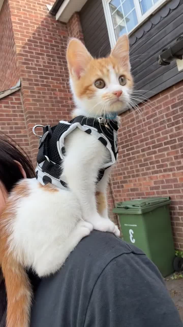 Ragdoll cats for sale: Mixed ragdoll kitten  in Nottingham - Video 3