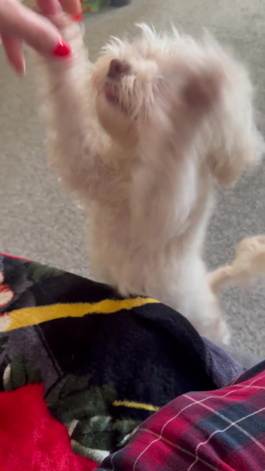 Bichon Frise dogs for sale: Bella  - Video 1