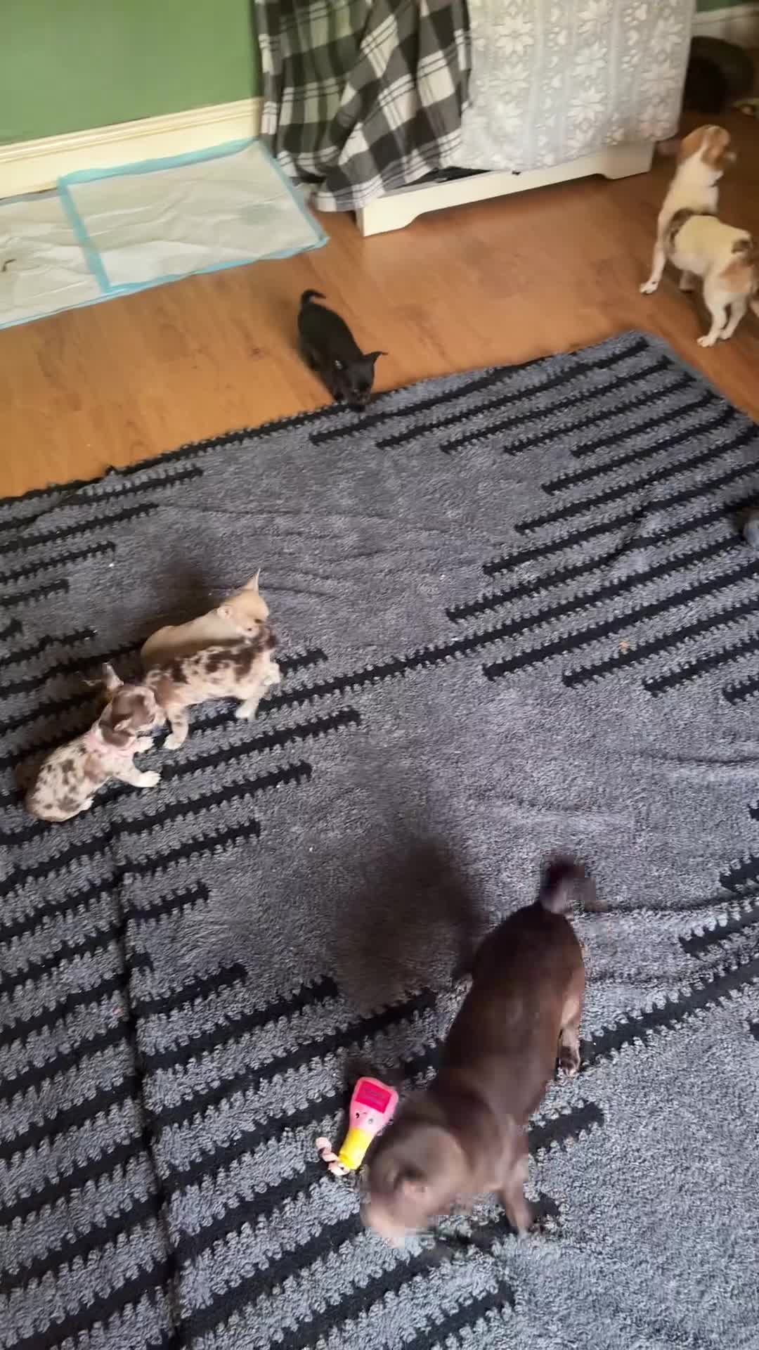 Chihuahua dogs for sale: 2 left! Ready!  chihuahua pups - Video 1